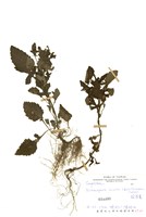 藏品(茯苓菜)的圖片